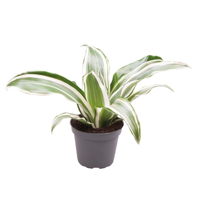 PT Dracaena Dragontree White Jewel 8715897361456