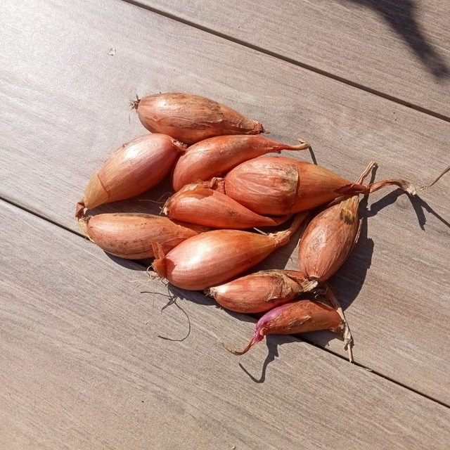 échalote 250g