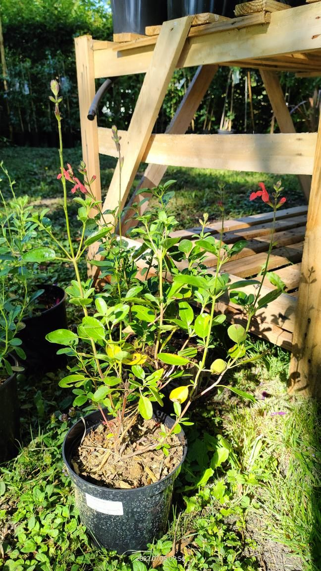 Salvia 'Grahamii orange' - C2l