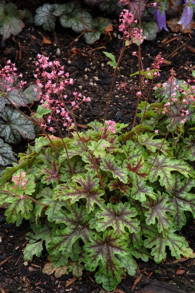 Heucherella 'Tapestry' 12cm 