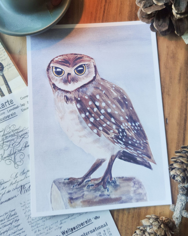 Petite chevêche - affiche 