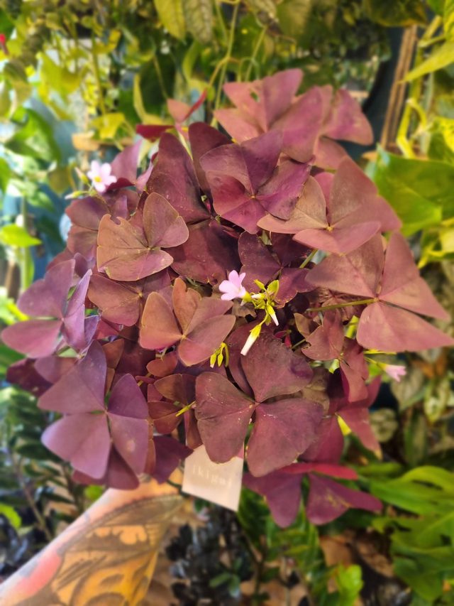 Oxalis purple 