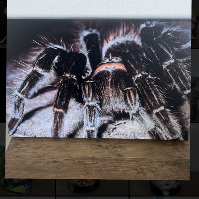 8” x 12” canvas - tarantula