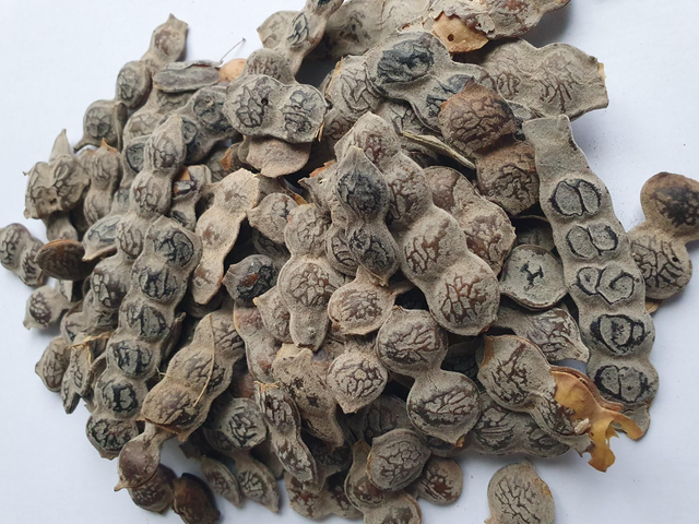 Graines de Nep Nep 100g