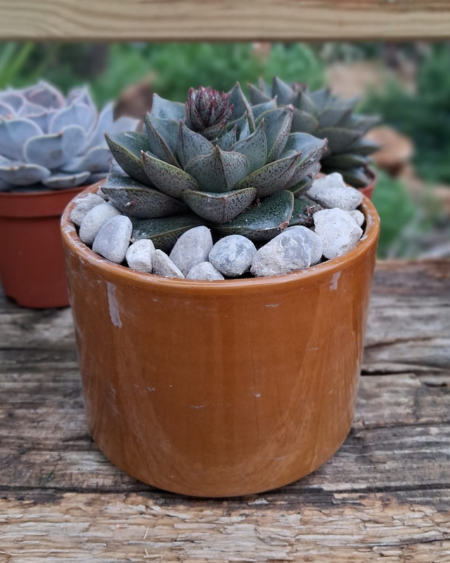 D29 . Echeveria Chinensis in "Cilindro Clizia"