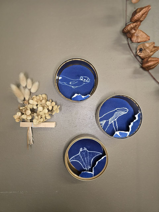 Boites de sardines - Cyanoboites