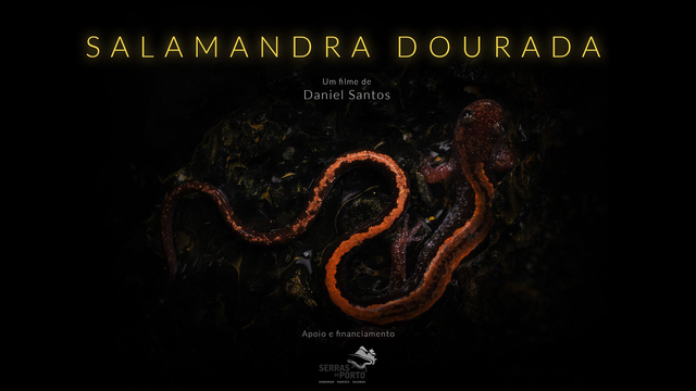 24/10 EXPEDIÇÃO SALAMANDRA DOURADA