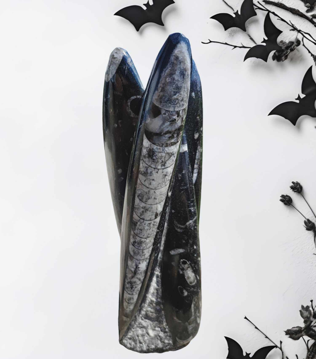 Orthoceras