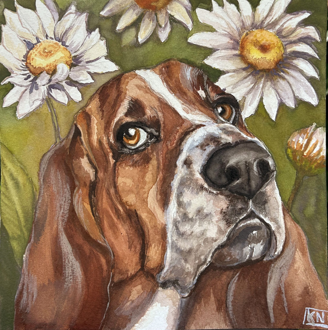 Basset hound