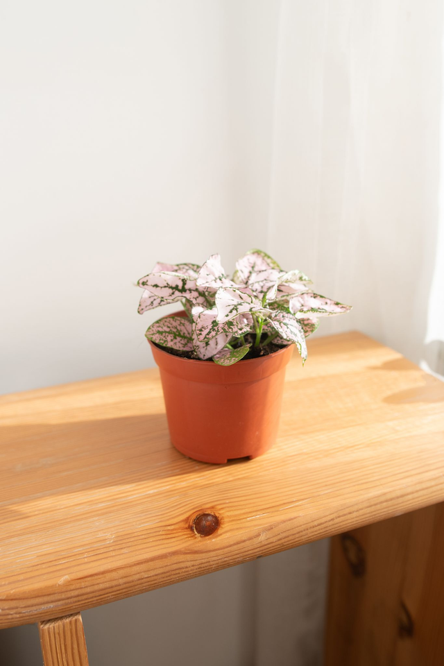 Hypoestes Phyllostachys Rose poudré 🌿