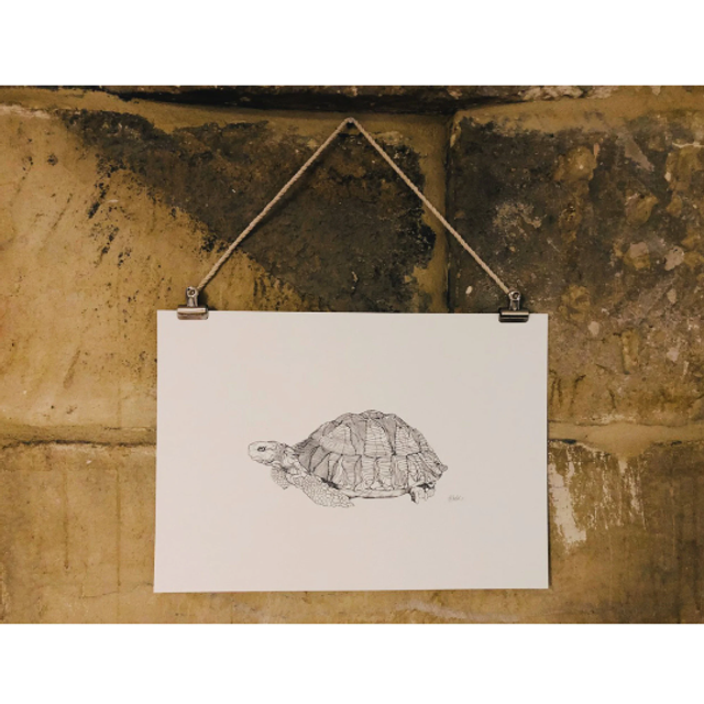 B&W A3 print - tortoise