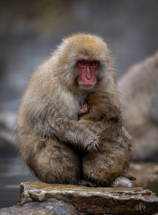 Snow Monkeys - Motherly Love