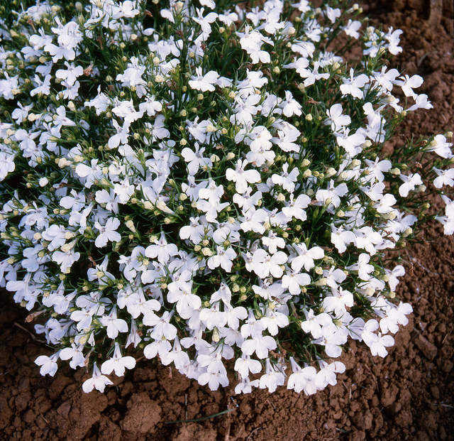 Lobelia Bush (White Lady) - Tray of 6 plants