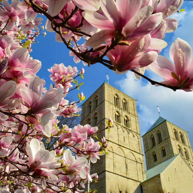 Magnolie und Domtürme