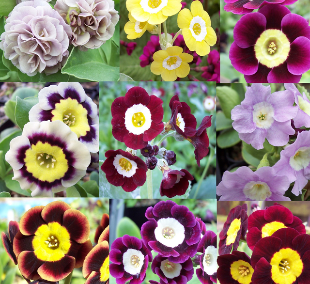 9 plant Auricula collection #4