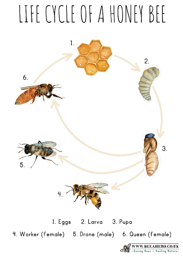 Honeybee life cycle poster A3