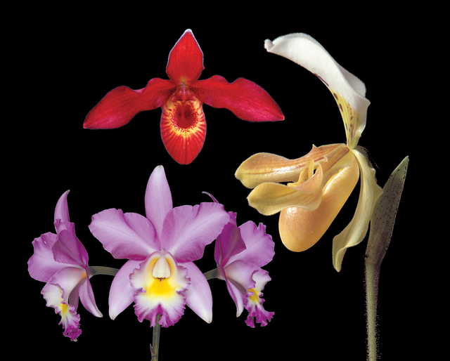 Healing the Hidden (Heyoka) Combination Essence