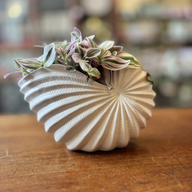 Large filled conch shell