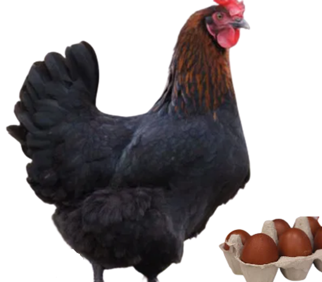 Pondeuse Marans (oeuf brun)
