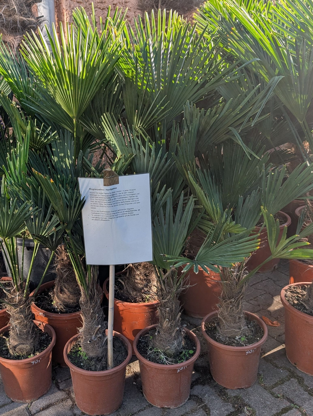 Trachycarpus wagnerianus 