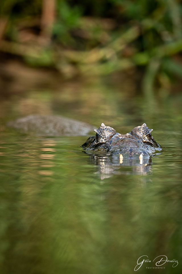 FS005 - Caiman yacare