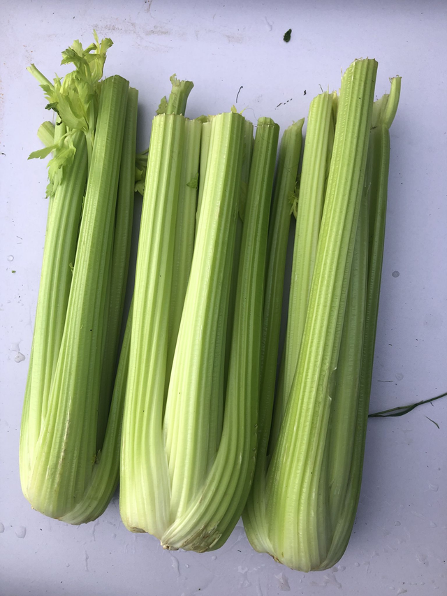 Head of celery 