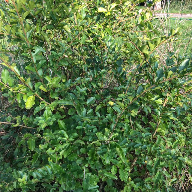 Troène de Chine NT - Ligustrum Lucidum
