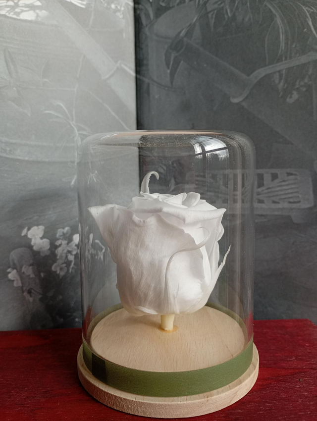 Mamie04 unique rose blanche