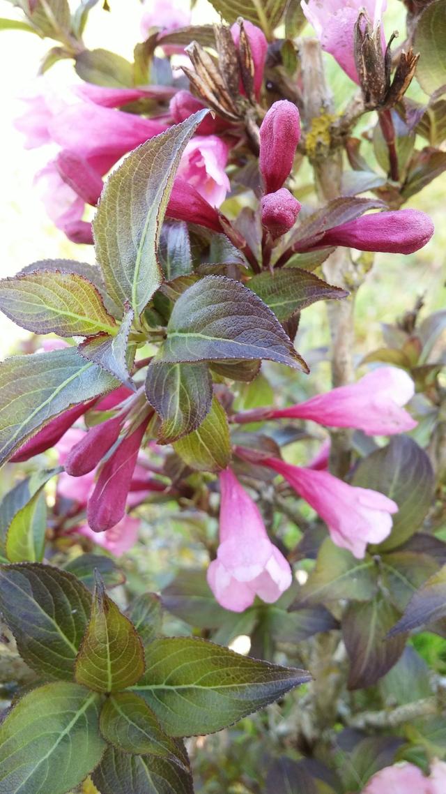 Weigela florida 'Foliis Purpureis' - 1ltr pot