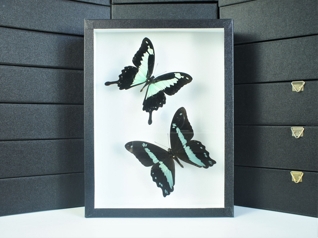 Papilio phorcas / Papilio nireus 