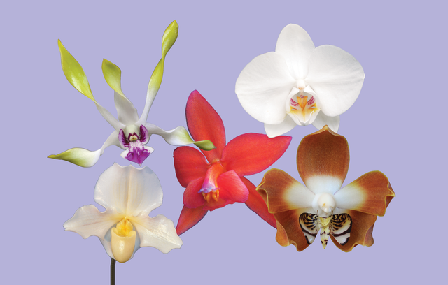 Love Beyond Love Combination Essence (LBL)