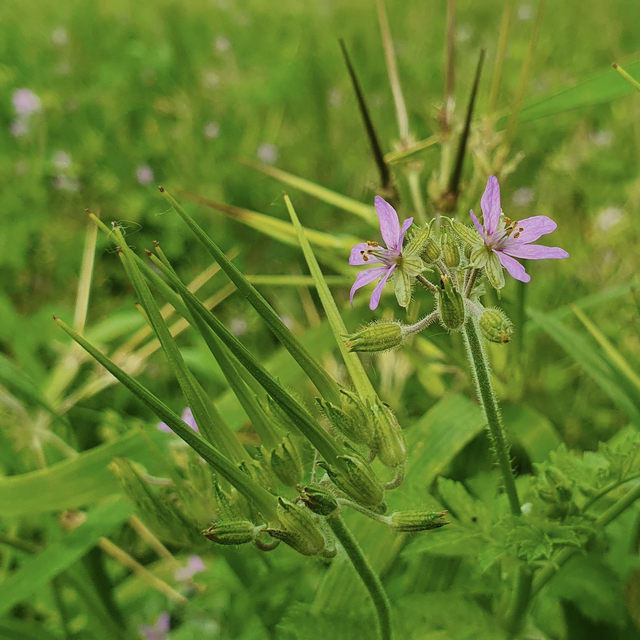 Bec-de-grue musqué (Erodium moschatum )