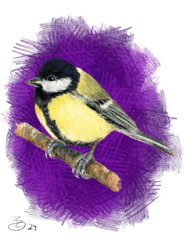 FineArt-Print - Kohlmeise in Buntstift