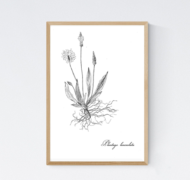 Plantain, plantago