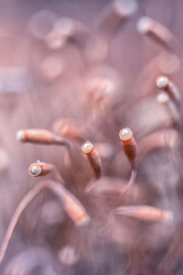 FEERIE-011 - Les Valkyries 