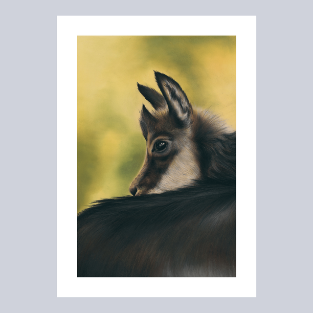 Reproductions - Chamois N°3