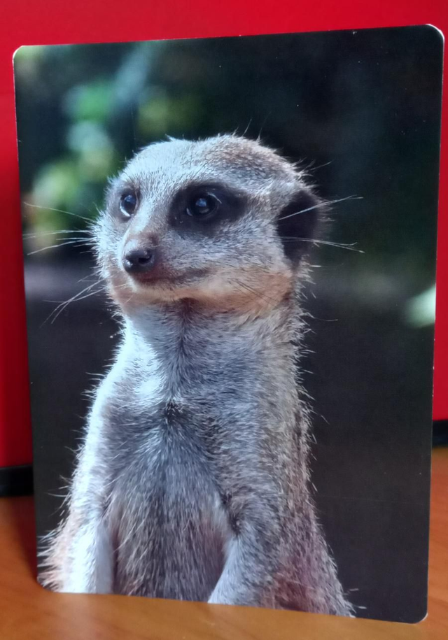 Meerkat card 