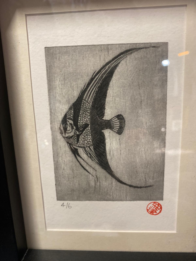 Platax teira - Tirage 4/6