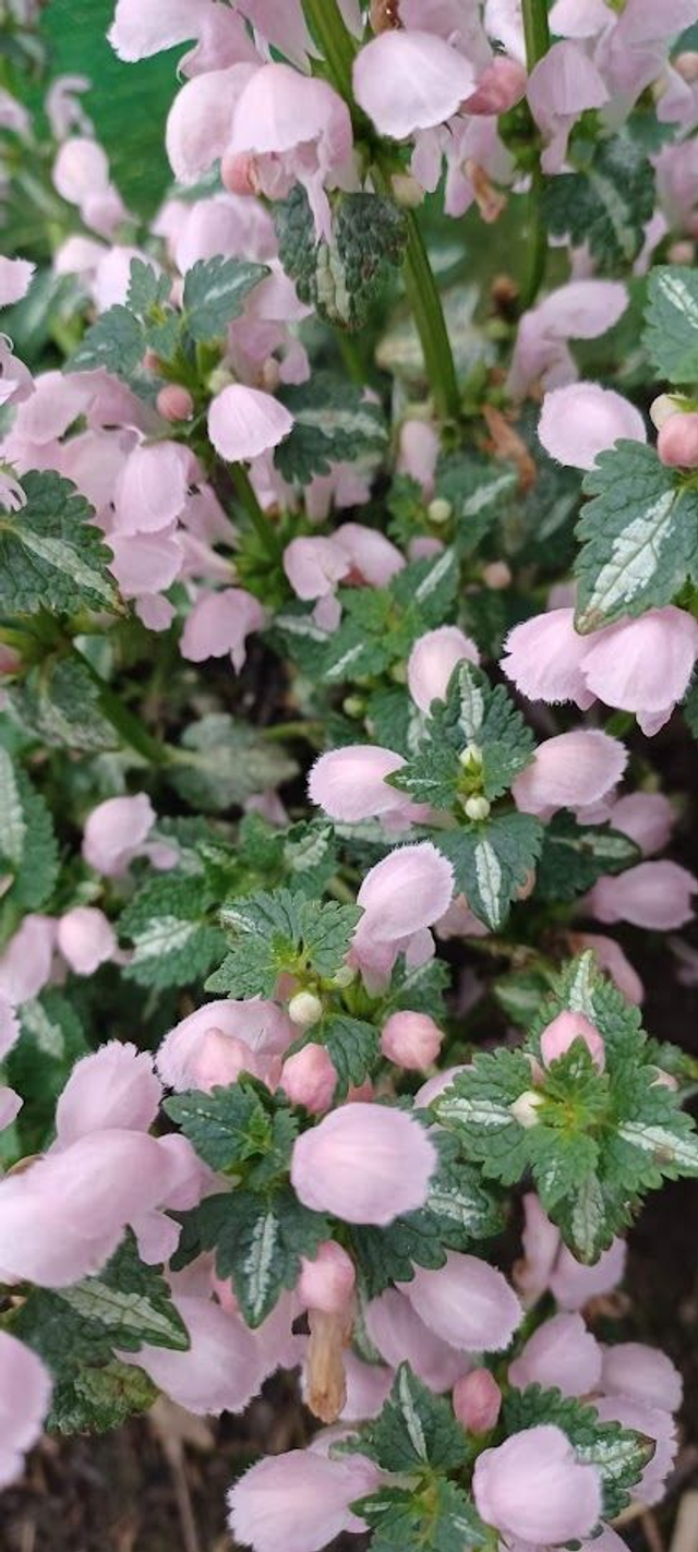 Lamium Pale Pink