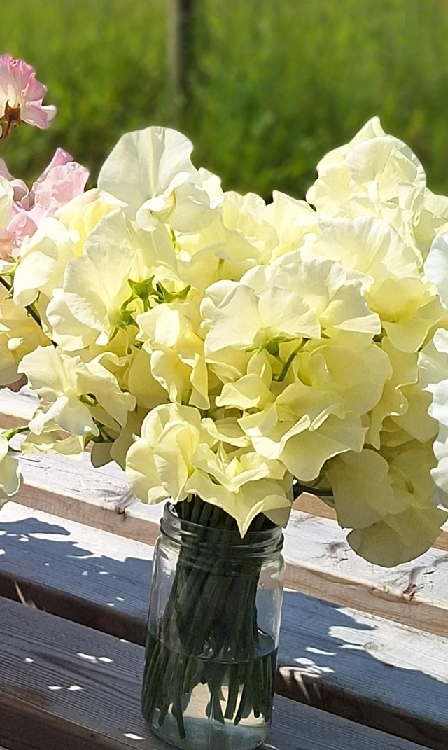 PLUG Sweet Pea 'Cathy'