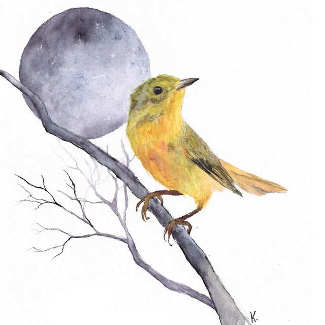 Cadre - Paruline jaune