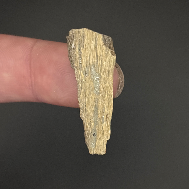 Ichthyosaur Bone Fragment