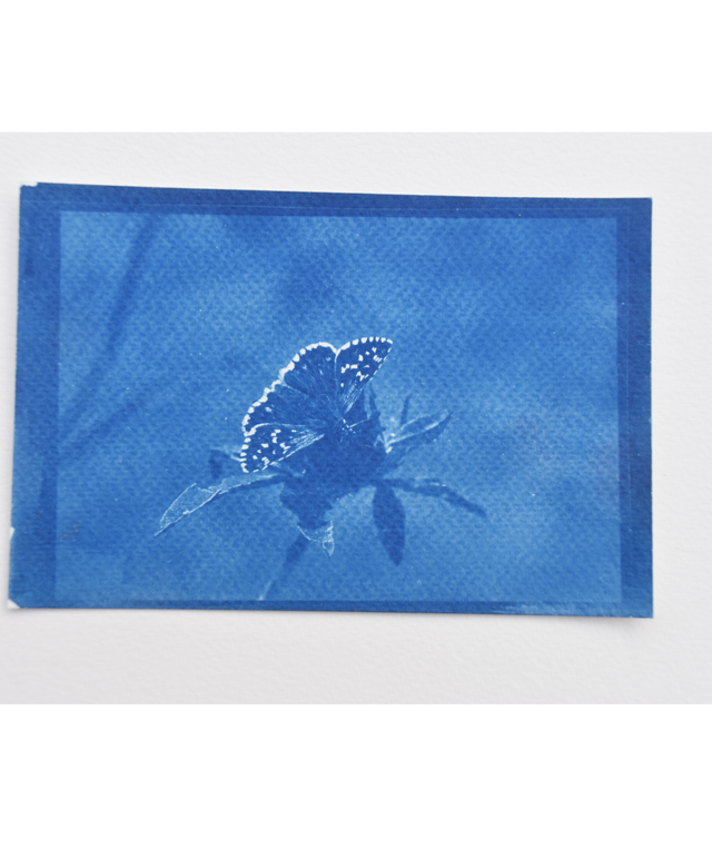 Carte postale le papillon