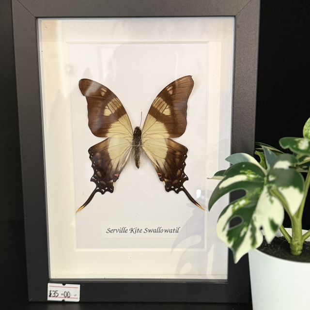 Serville Kite Swallowtail