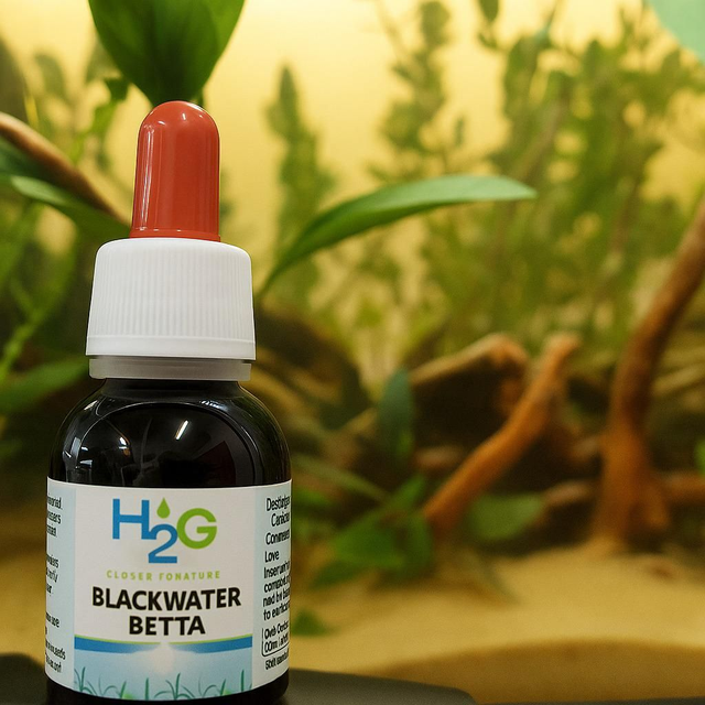 BlackWater Betta 25 ml