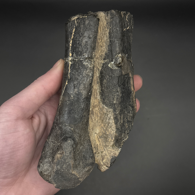 Neovenator Foot Bone