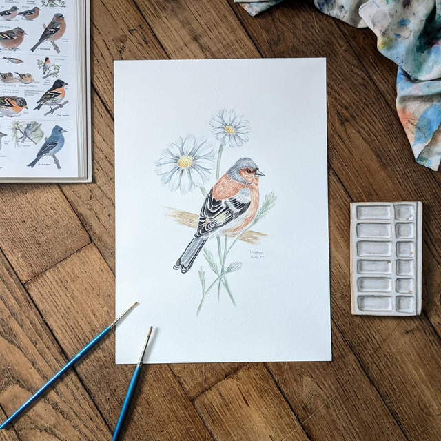 Aquarelle originale - Le Pinson des arbres - Les Messagers du printemps 