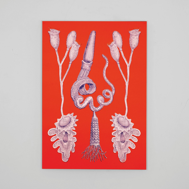 Transformismos ● Transformisms