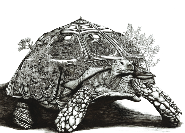 Tortue de terre - Edition Art