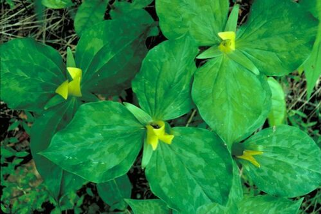 Trillium luteum